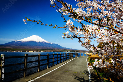 Yamanaka lake with sakura and Mt. Fuji