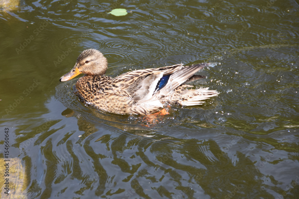 Beautiful duck
