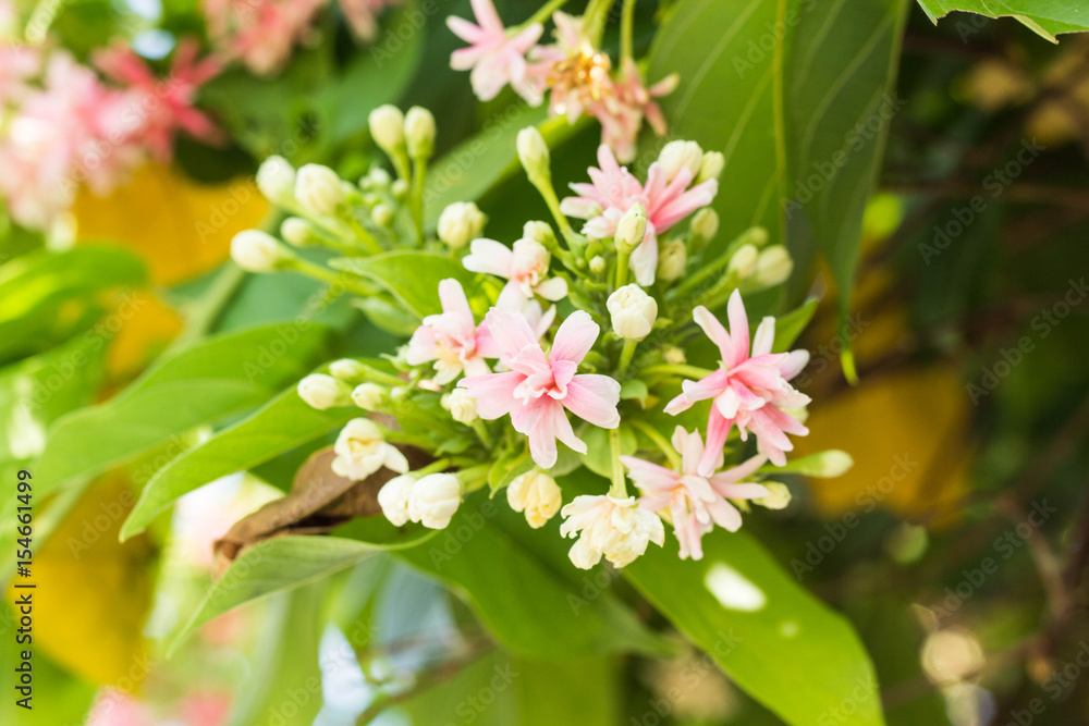 Rangoon Creeper Flowering full bloom. Rangoon Creeper Flowering full bloom.