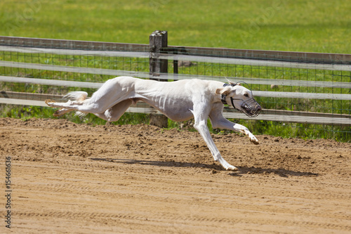 Valokuvatapetti Saluki sighthound on the racing track