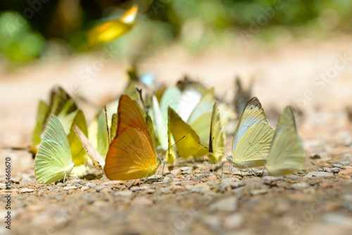 Canvas Print Butterflies are feeding mineral at Kaeng Krachan National Park, Thailand