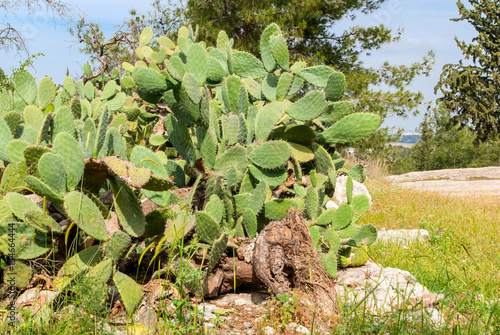 Green flat rounded cladodes of opuntia cactus photo