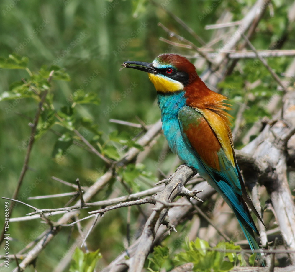 European bee-eater, Merops apiaster European bee-eater, Merops apiaster