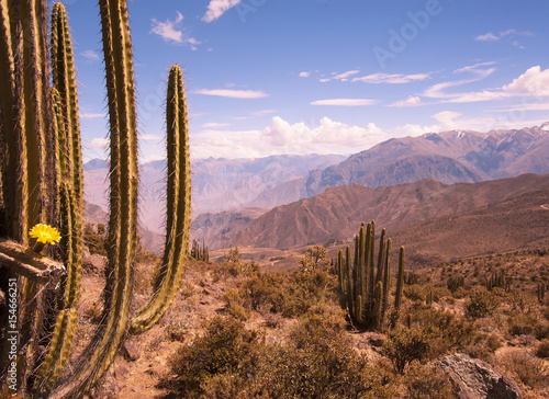 The cacti in the Colca Canyon in Peru. South America photo