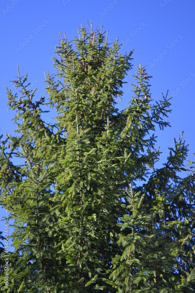 High pine on a background of blue sky High pine on a background of blue sky