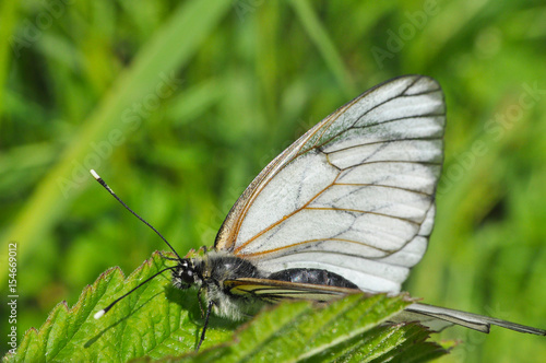 Aporia crataegi, Black Veined White butterfly in wild. White butterflies close-up