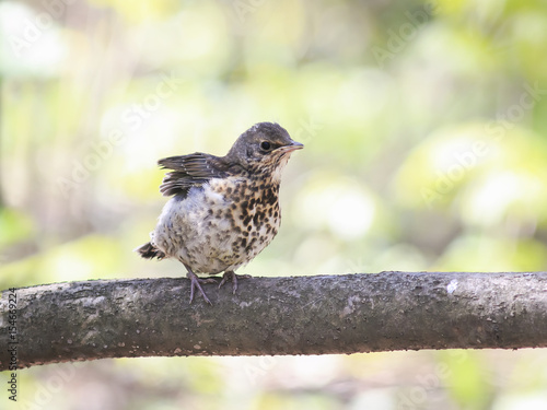 funny little chick Blackbird sitting in a tree waiting for the parents and fl...
