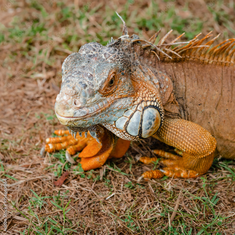 Iguana orange wild male lizard tropical exotic animal close up Trinidad and Tobago square Iguana orange wild male lizard tropical exotic animal close up Trinidad and Tobago square