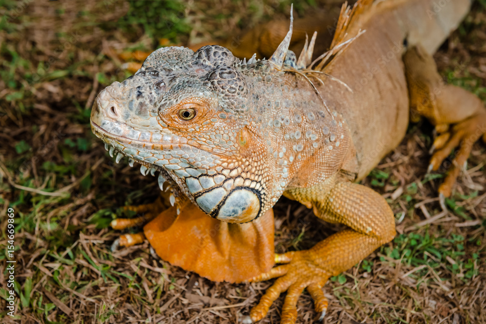 Iguana orange wild male lizard tropical exotic animal close up Trinidad and Tobago Iguana orange wild male lizard tropical exotic animal close up Trinidad and Tobago
