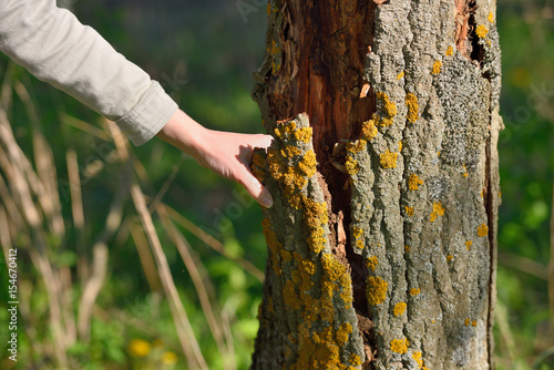 The girl tears off the bark of the tree