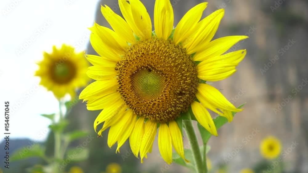 Slow motion : Sunflowers close up and moving camera slow motion Slow motion : Sunflowers close up and moving camera slow motion