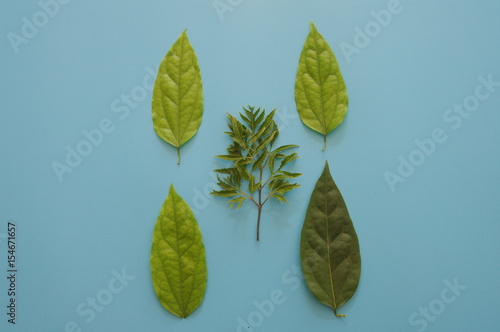 fresh leaves design on blue background.