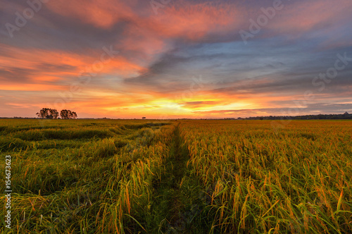 rice paddy the field in during sunset Thailand