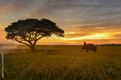 Elephant and Man hometown in the field on during sunrise ,Surin Thailand