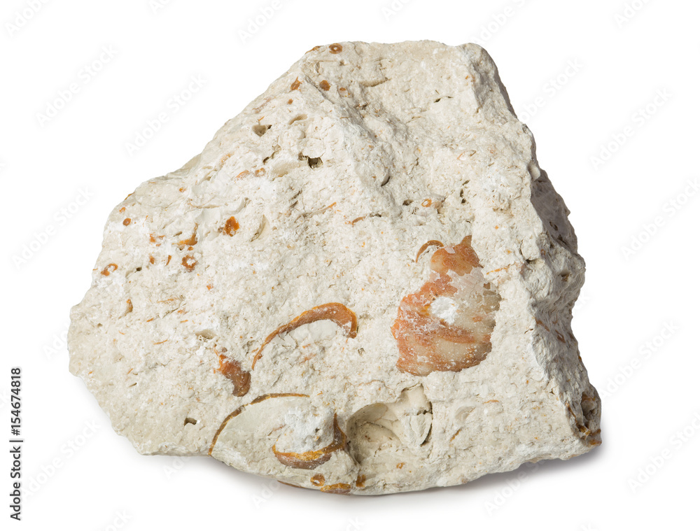 Limestone with inclusions of sea shells isolated on white. Limestone is
