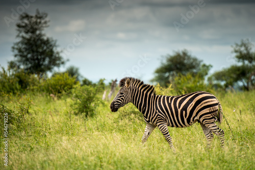 Trotting Zebra