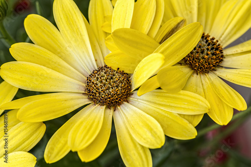 Macro shot of yellow daisy