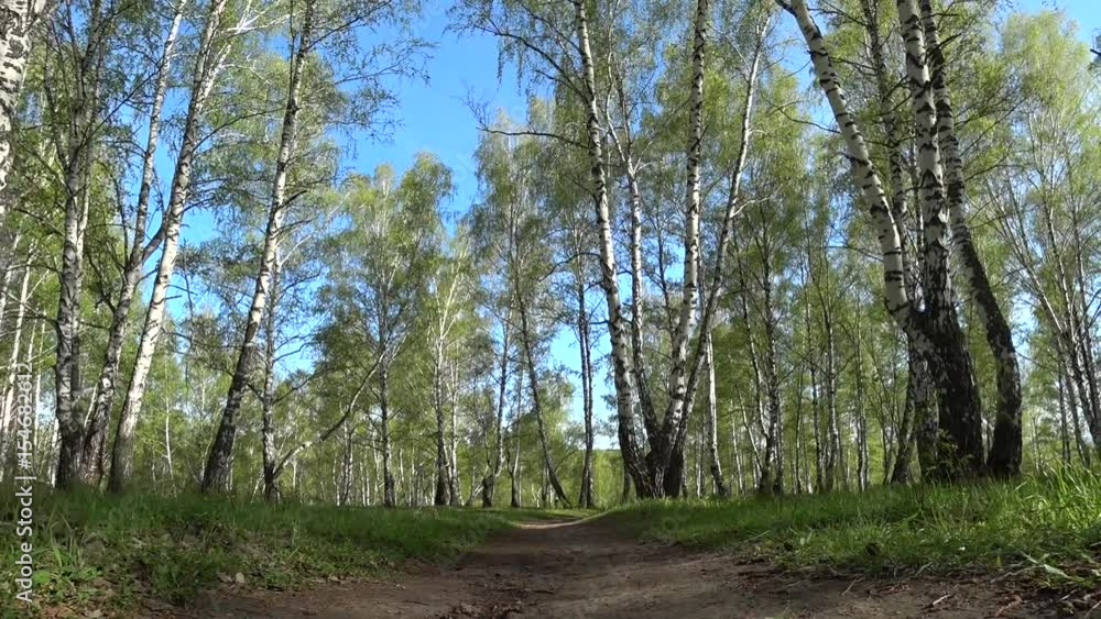 Movement along the path in spring birch grove, taken from a low point Movement along the path in spring birch grove, taken from a low point
