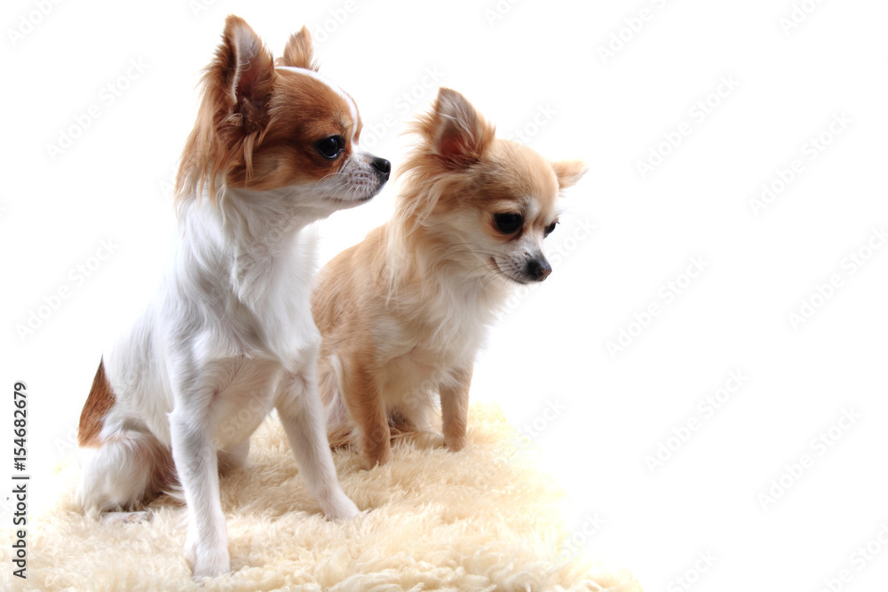 two chihuahua is resting