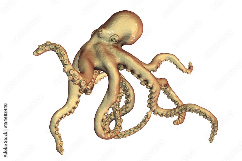Fototapeta premium Octopus isolated on white background, 3D illustration