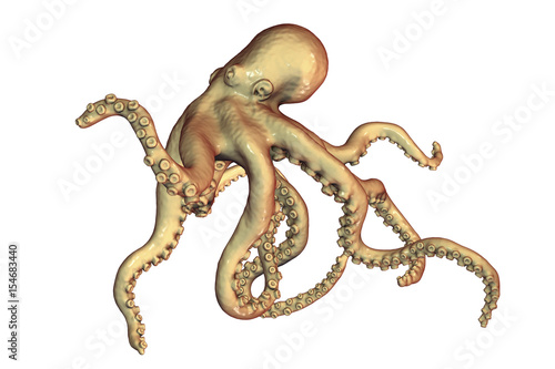 Octopus isolated on white background, 3D illustration © Dr_Microbe