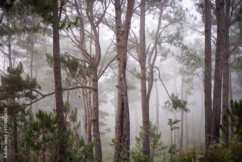 Pine trees at Sagada, Mountain Province, Philippines photo