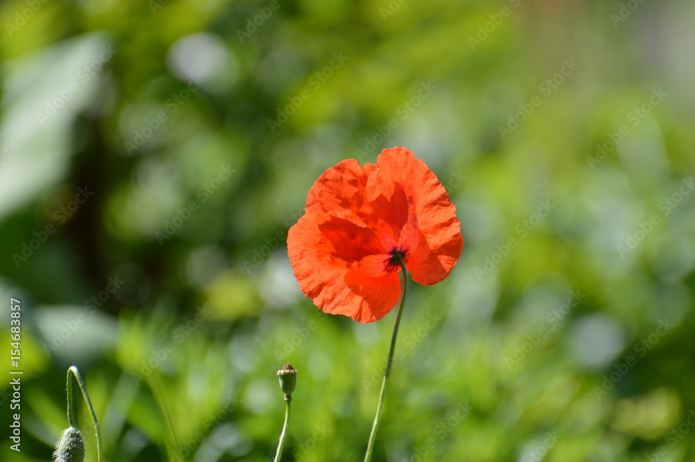 Obraz premium coquelicot