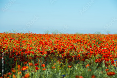 Poppy flowering