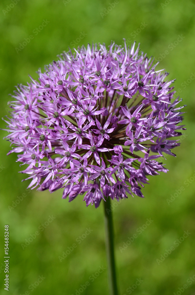 Violet Allium flower on a blurred background. Violet Allium flower on a blurred background.
