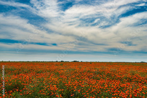 Poppy flowering