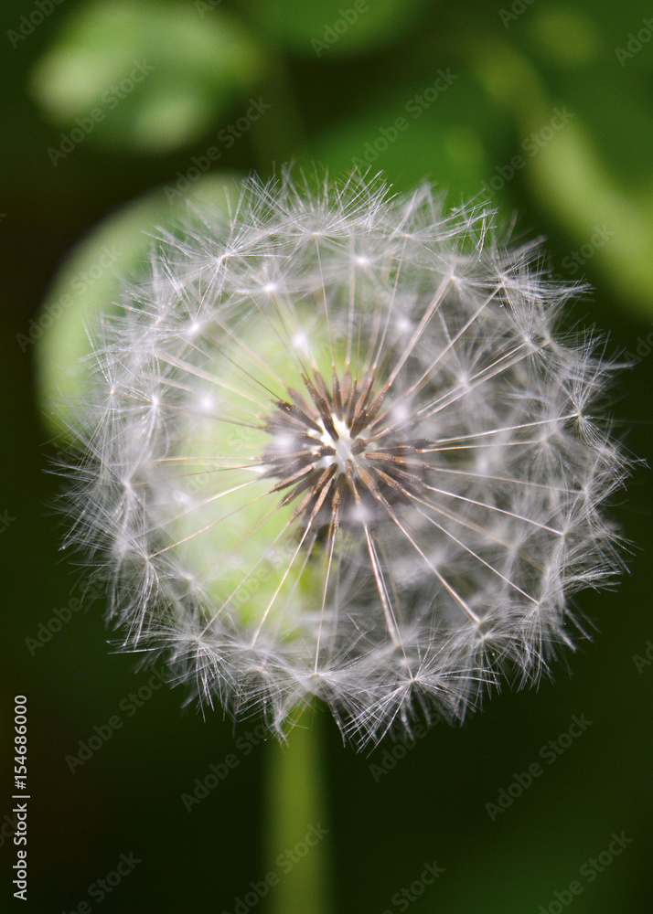 Fototapeta premium Dandelion puff ball isolated in a warm morning sun, with dense foliage and dark shadows in soft focus at the background.