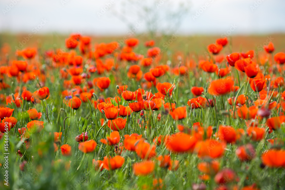 Fototapeta premium Poppy flowering