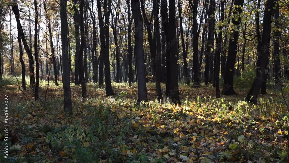 Fall of the leaves in the autumn forest on sunny day. Selective focus. Fall of the leaves in the autumn forest on sunny day. Selective focus.