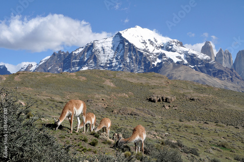 Guanaco (Lama guanicoe) at Torres del Paine national park