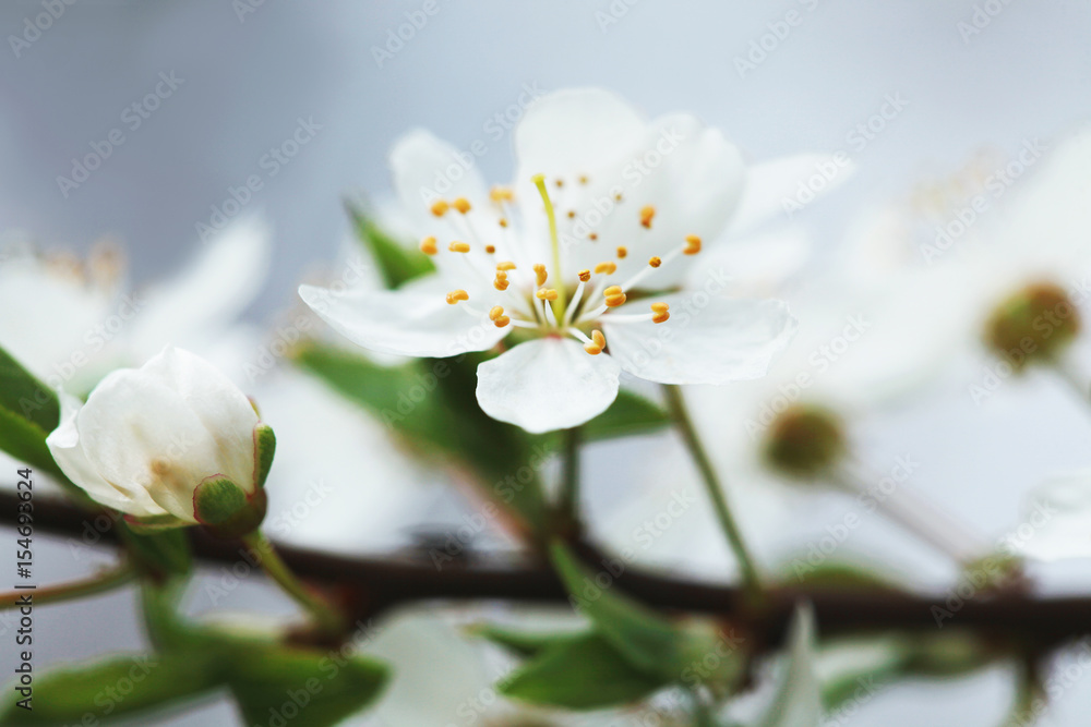 Macro blossom.