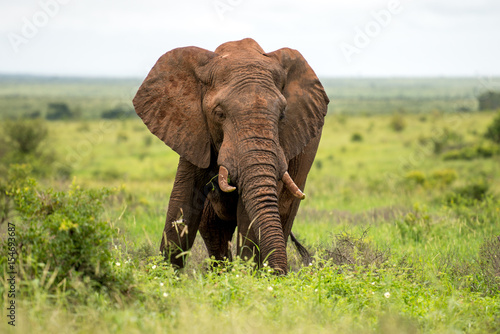 Bull Elephant
