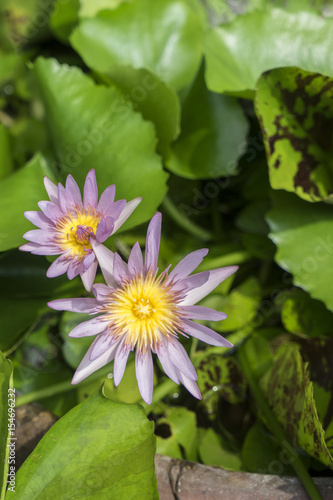 Lotus in nature