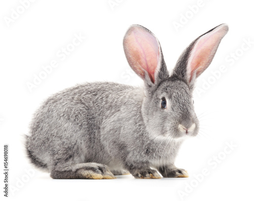 One gray rabbit.