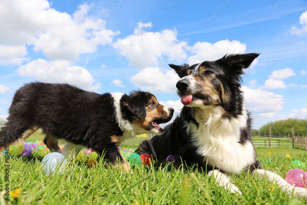 Fototapeta premium border collie welpe mit der mutter