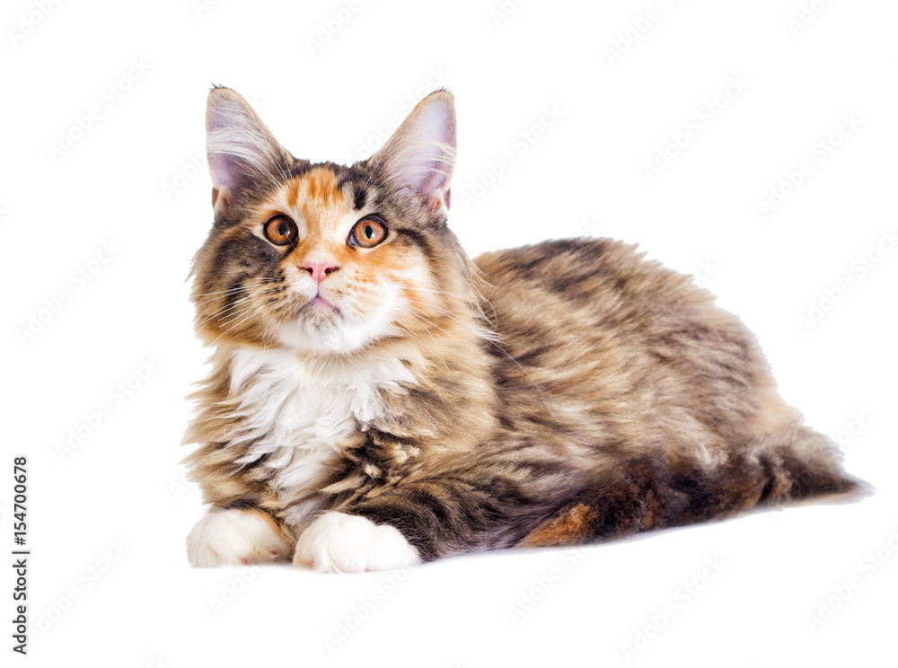Fototapeta premium Cat looks, Maine Coon breed