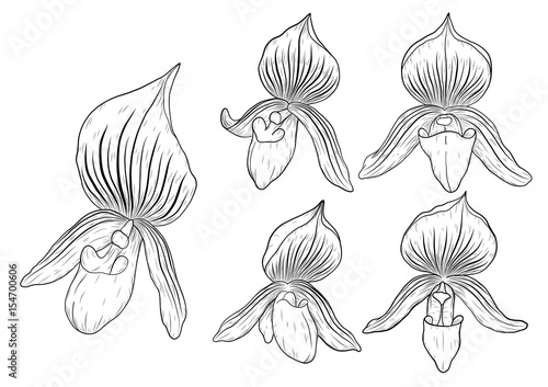 Paphiopedilum orchids card by hand drawing.Orchids vector card on green background.