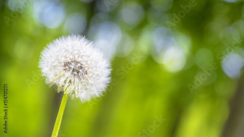 L  wenzahn  Pusteblume vor unscharfen Hintergrund