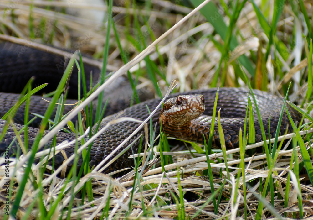 Fototapeta premium Snake Vipera berus nikolskii in nature
