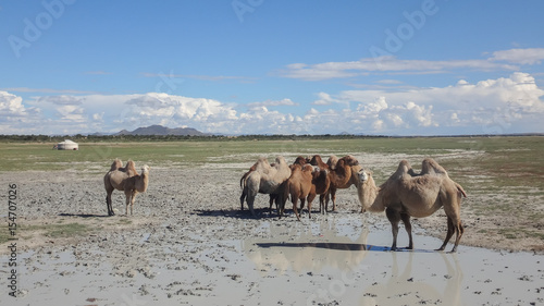 landscape of wild field with camels and mountains at horizon © tugolukof