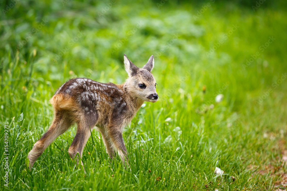 Fototapeta premium Young wild roe deer in grass, Capreolus capreolus. New born roe deer, wild spring nature.