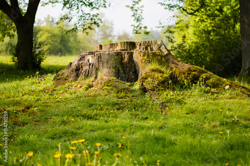 An old magic stump full of moss at sunrise