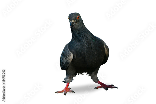 pigeon on white background