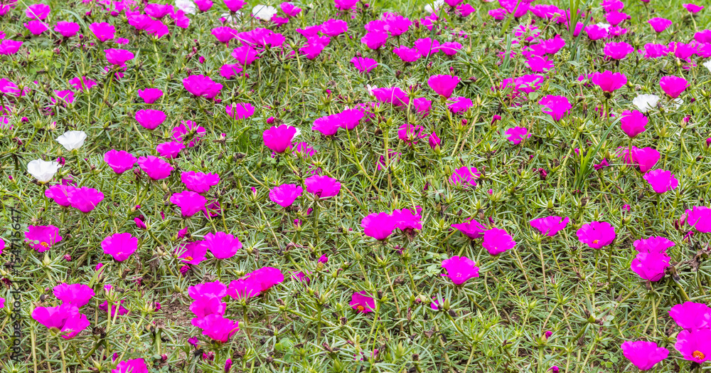 Fototapeta premium Fundo com flores roxas.