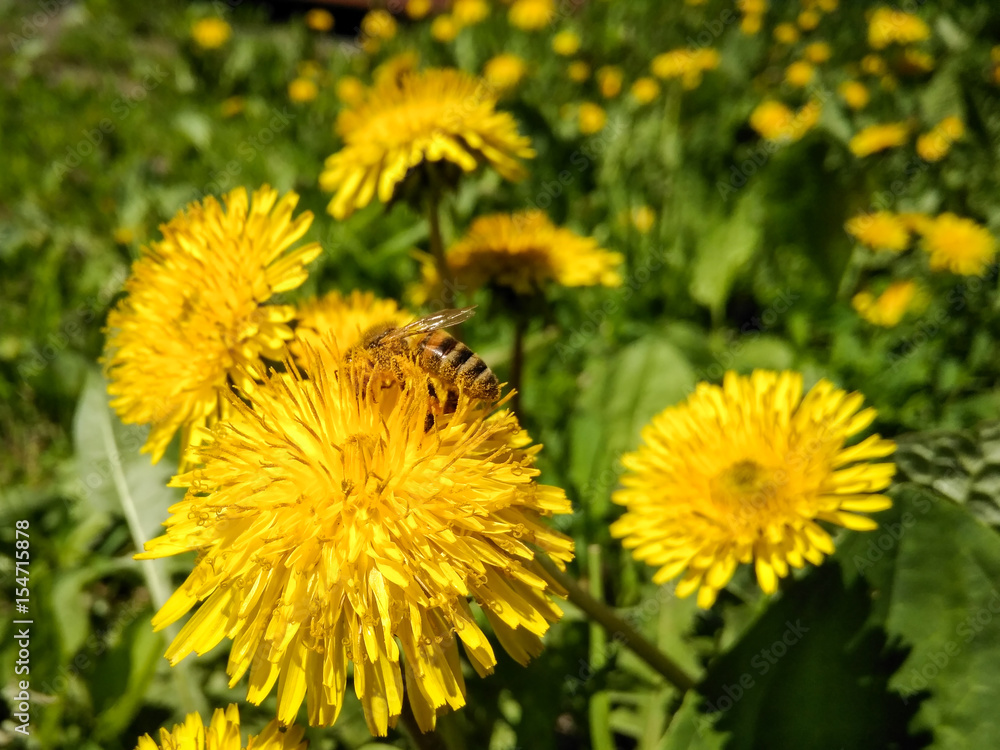 Fototapeta premium Nature