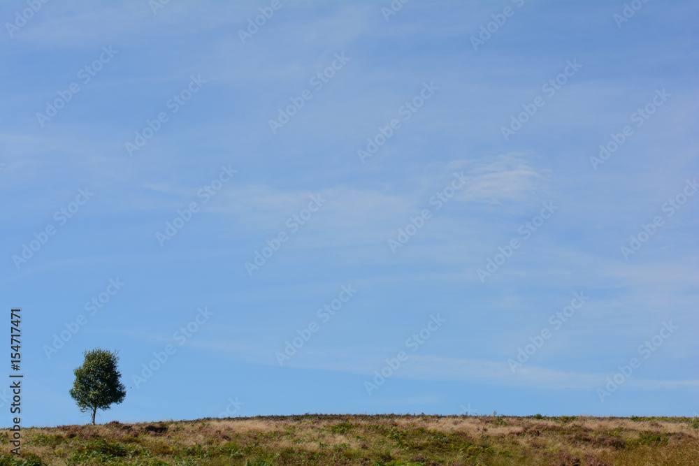 landscape with hills trees heather blue sky and clouds